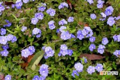 【种植方法】蓝星花怎么种 蓝星花种植方法与注意事项