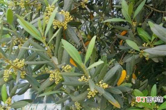 【养殖】橄榄花的养殖方法 注意事项