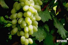 【种植】马奶葡萄怎么种 马奶葡萄种植技术与注意事项