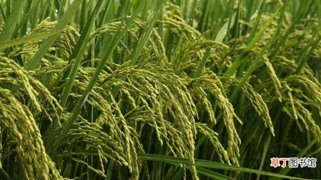 【水稻】水稻害虫 麦类害虫