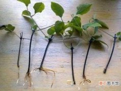 【繁殖】接骨木的三种繁殖方法 接骨木的养殖方法