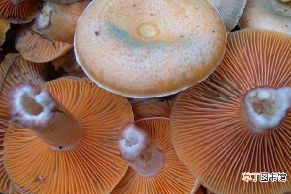 【栽培方法】松乳菇种植技术 松乳菇人工栽培方法