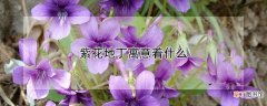 【寓意】紫花地丁寓意着什么