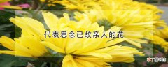 【花】代表思念已故亲人的花