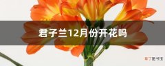 【月份】君子兰12月份开花吗