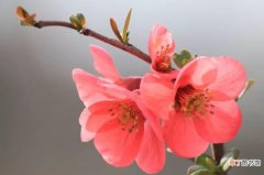 【花】乐山市的市花是什么？