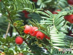 【开花】红豆杉几年开花结果，花期注意事项有哪些？