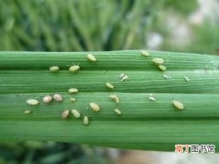 【防治】唐山小麦害虫麦蚜防治技术分享有哪些？