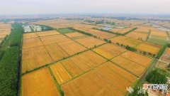 汉川：38万亩小麦开镰迎丰收