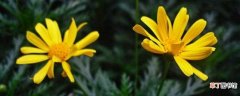 【养殖方法】黄金菊的养殖方法 黄金菊养殖的注意事项