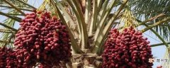 【树】枣椰树的分布 枣椰树的习性