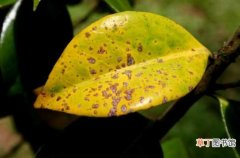【叶子】植物叶子发黄的原因分析和处理方法 拓展知识-植物的用途
