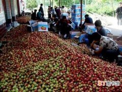 平林镇：小油桃成农民致富增收的大产业