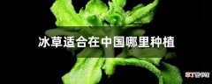 【种植】冰草适合在中国哪里种植