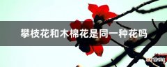 【木棉花】攀枝花和木棉花是同一种花吗
