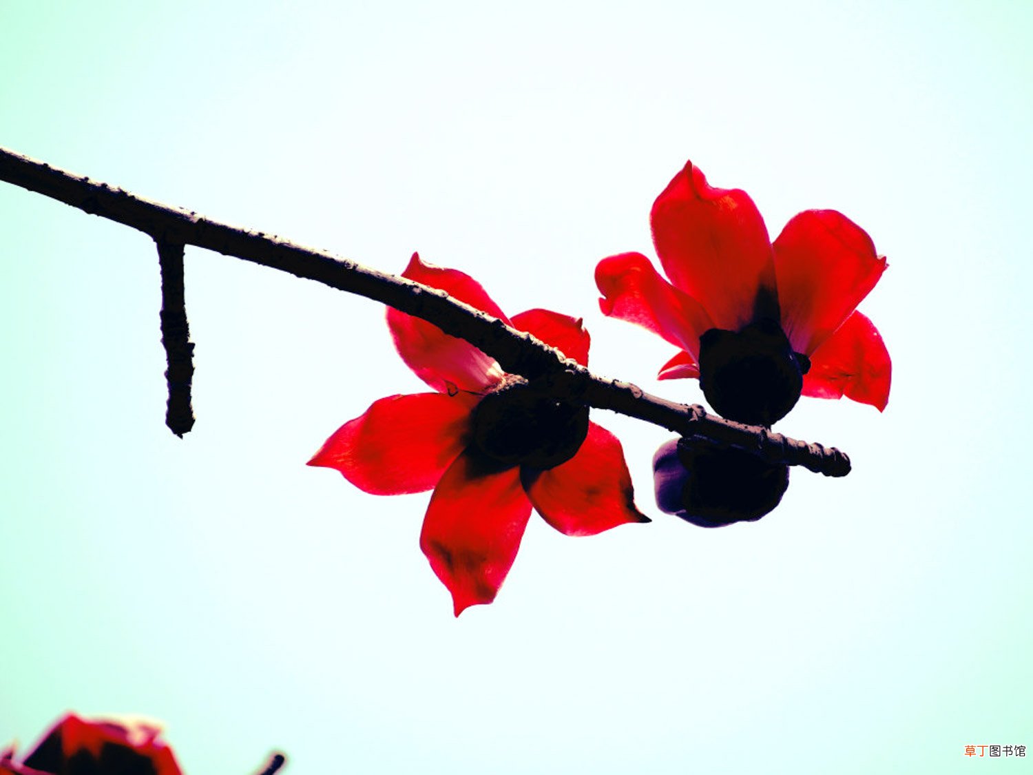【木棉花】攀枝花和木棉花是同一种花吗