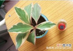 【养殖方法】三色椒草怎么养，三色椒草的养殖方法