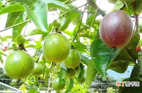 【香】百香果扦插生根方法 百香果养殖方法