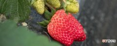 【种子】草莓种子怎么播种发芽