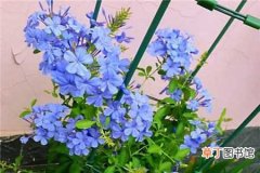 【花】蓝雪花一开花，爆满整面墙！ 买到蓝雪花小苗怎么种？