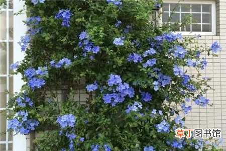 【花】蓝雪花一开花，爆满整面墙！ 买到蓝雪花小苗怎么种？