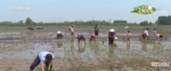 “巨型稻”在京津冀地区首次试种 立体养殖更丰富