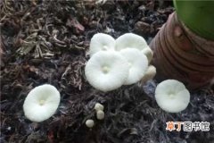 【花盆】花盆里长蘑菇，肯定是浇水多了！ 花盆里养鱼，简直太稀罕！
