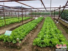快菜30天可采收 逾千个蔬菜新种亮相广州