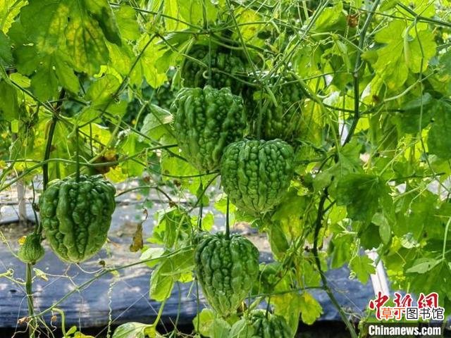 快菜30天可采收 逾千个蔬菜新种亮相广州