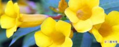 【花】养殖黄蝉花的方法