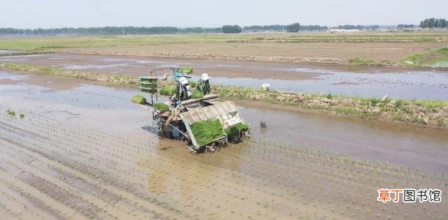 农安县：大田秧苗长势良好，水稻插秧有序展开
