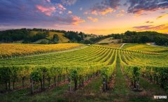 ALOXE-CORTON 法国勃艮第阿罗斯-高登产区的葡萄