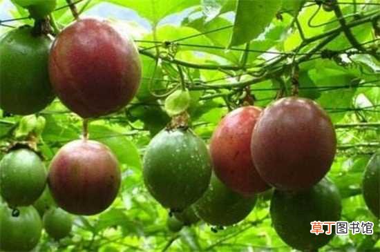 【香】百香果种植5个月结果 百香果种植管理