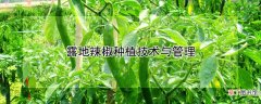 【种植】露地辣椒种植技术与管理