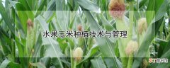 【玉米】水果玉米种植技术与管理