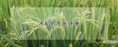 【生长】水稻的生长环境