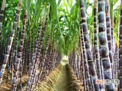 【种植】甘蔗种植技术 甘蔗种植的注意事项