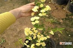 【花】红木香花的种植方法