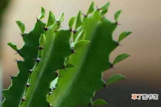 【花】龙骨花的养护技巧 龙骨花扦插繁殖的方法