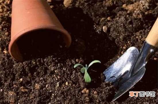 【格桑花】格桑花种子种植方法 格桑花种子种植后的养护方法