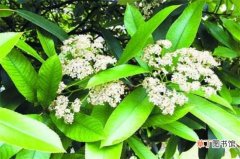 【石楠花】石楠花的病害及其防治 石楠花的虫害及其防治