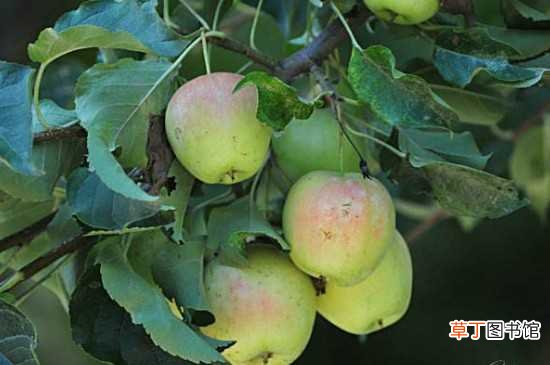 【苹果树】苹果树上有红蜘蛛可用哒螨灵乳油或阿维菌素