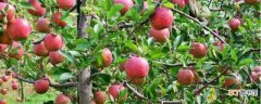 【苹果树】苹果树上有红蜘蛛可用哒螨灵乳油或阿维菌素