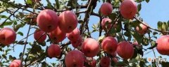 【苹果树】苹果树一到三年修剪的方法