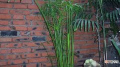 【繁殖】水竹的繁殖方法