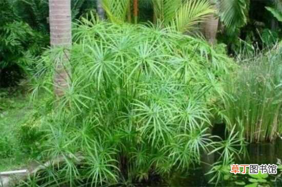 【室内】水竹可以室内养殖