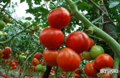 西红柿有高尿酸或痛风的人，吃多了可以有助于降尿酸
