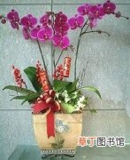 【花卉大全】竹報平安