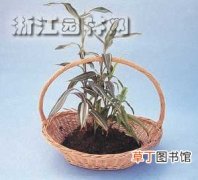 【家庭】制作家庭组合盆栽实例—富贵竹 一串红系列