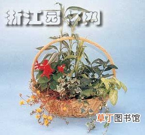 【家庭】制作家庭组合盆栽实例—富贵竹 一串红系列